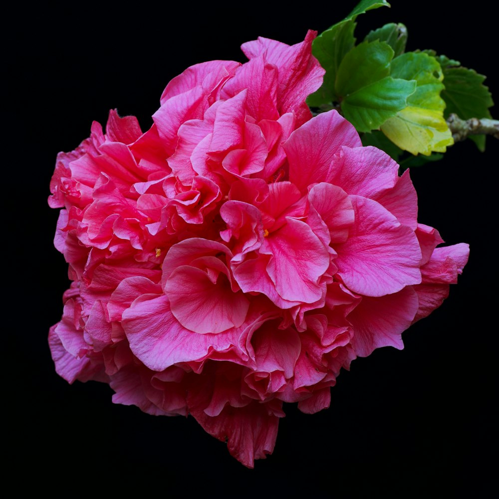 a pink flower with green leaves