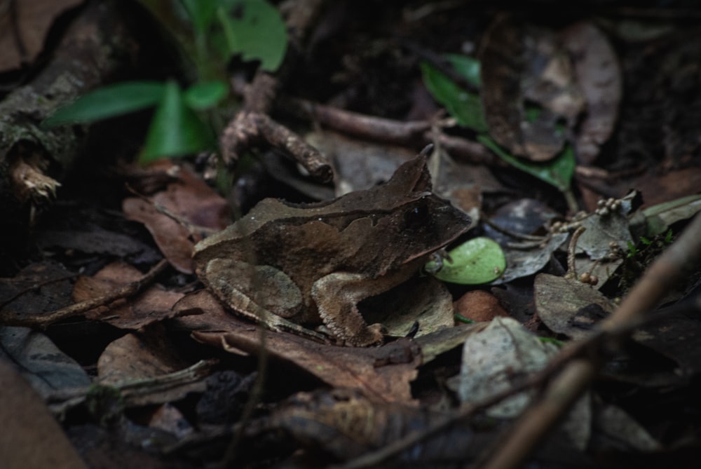 Une grenouille sur le sol