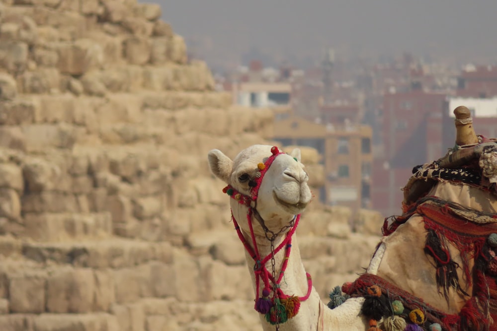 a camel with a hat and a scarf on its head