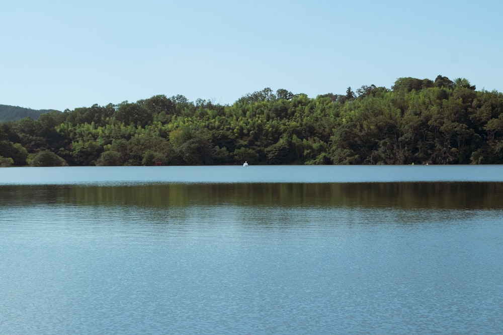 un plan d’eau avec des arbres en arrière-plan