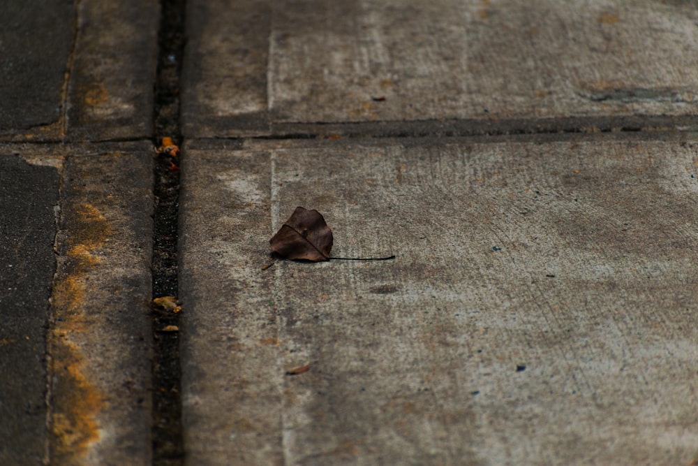 a snail on a concrete surface