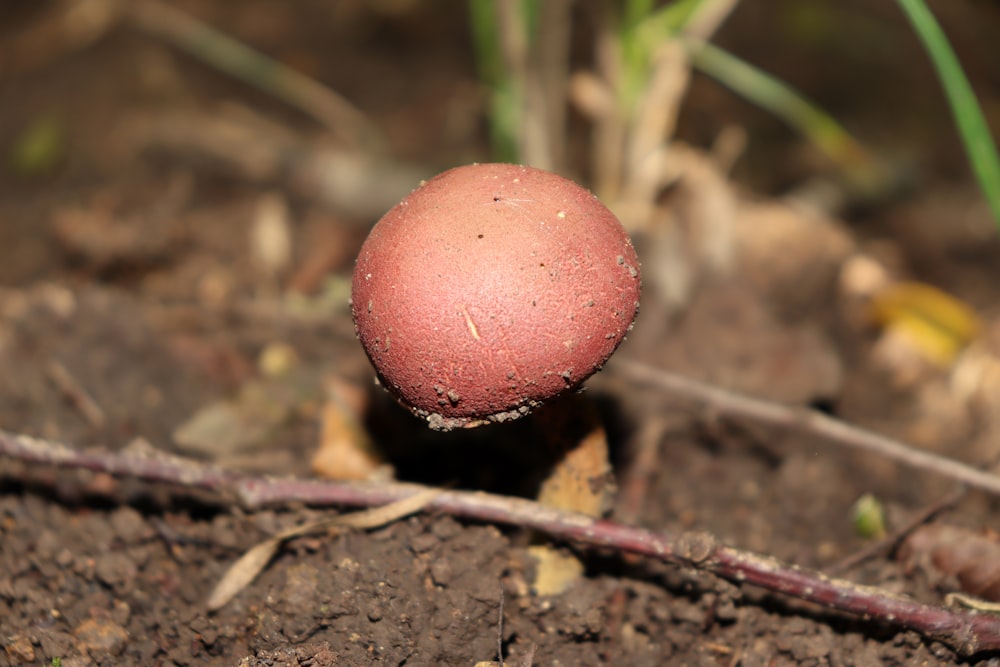 a mushroom growing on the ground