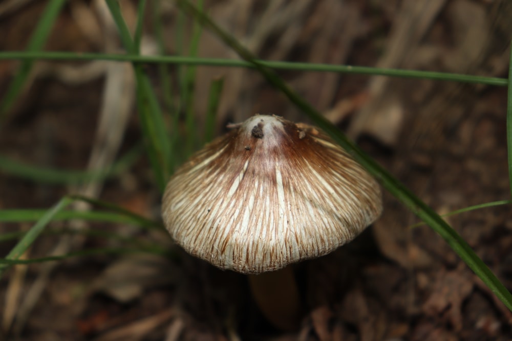 a mushroom growing in the ground