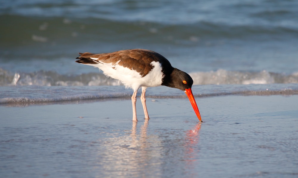 a bird with a long beak