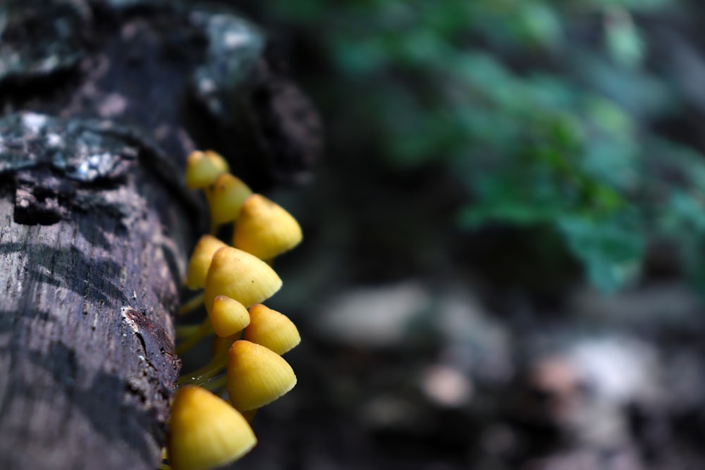 a cluster of yellow flowers