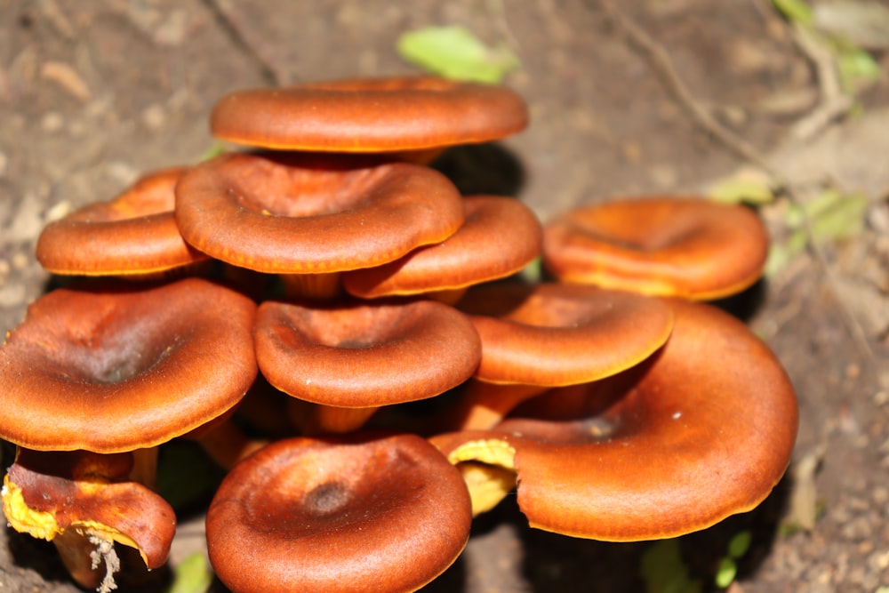 a group of mushrooms