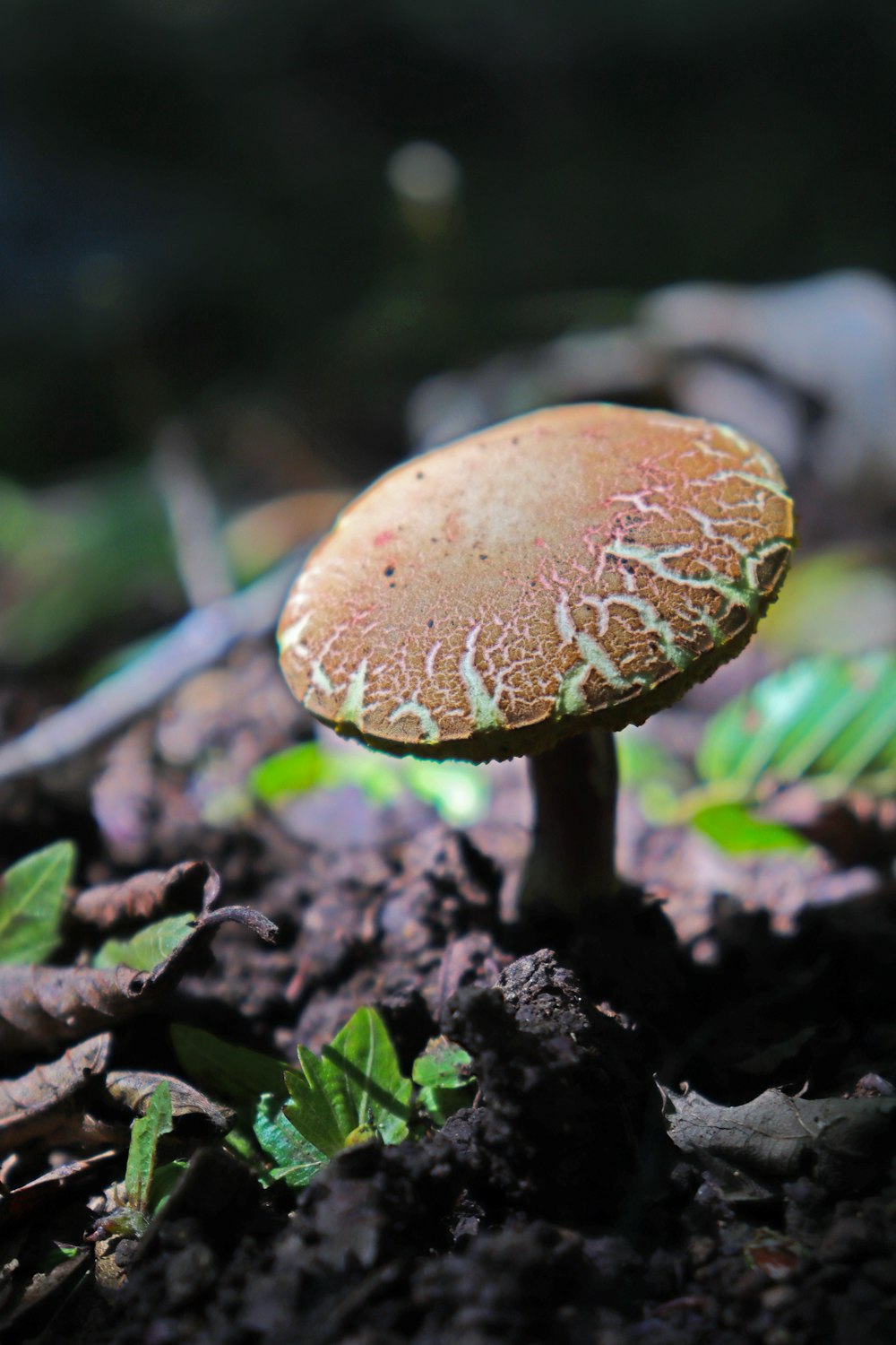 a mushroom growing in the woods