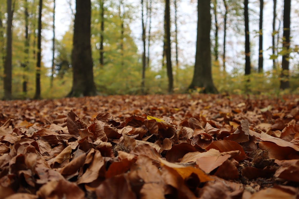 a pile of leaves in a forest