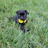 A joyful pug puppy playing in a sunny garden with a bright red collar.