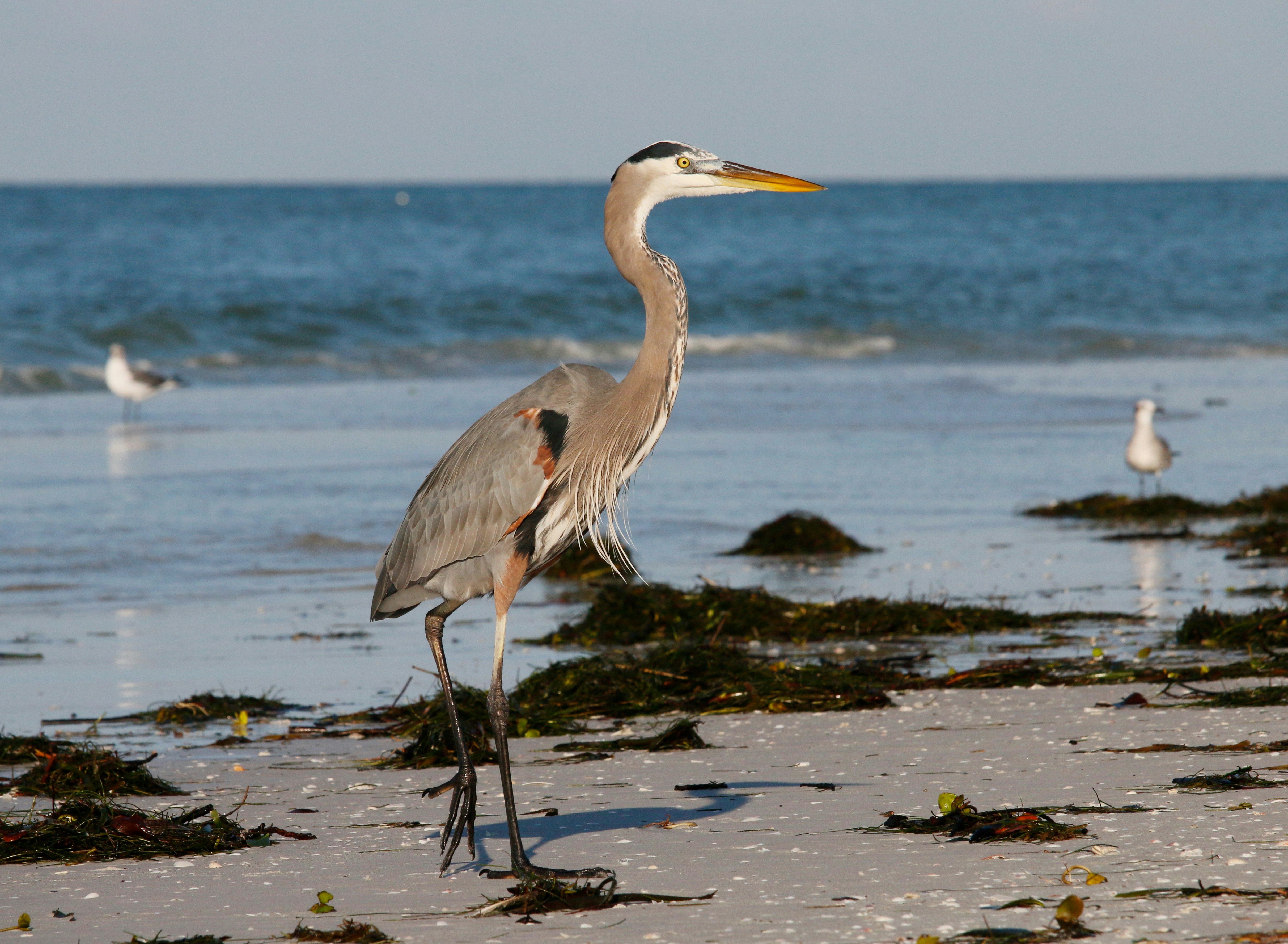 Photo by goldenplover31