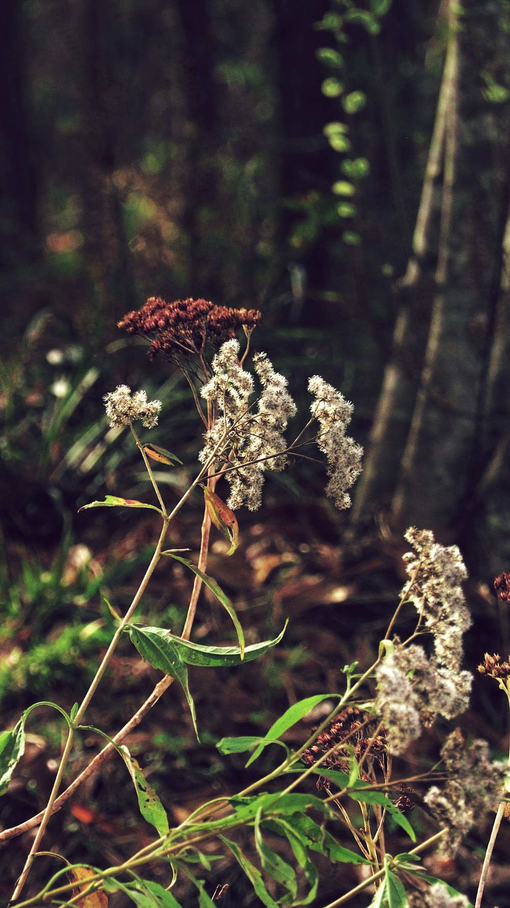 a butterfly on a plant