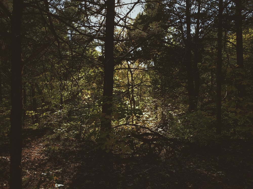 a forest with trees