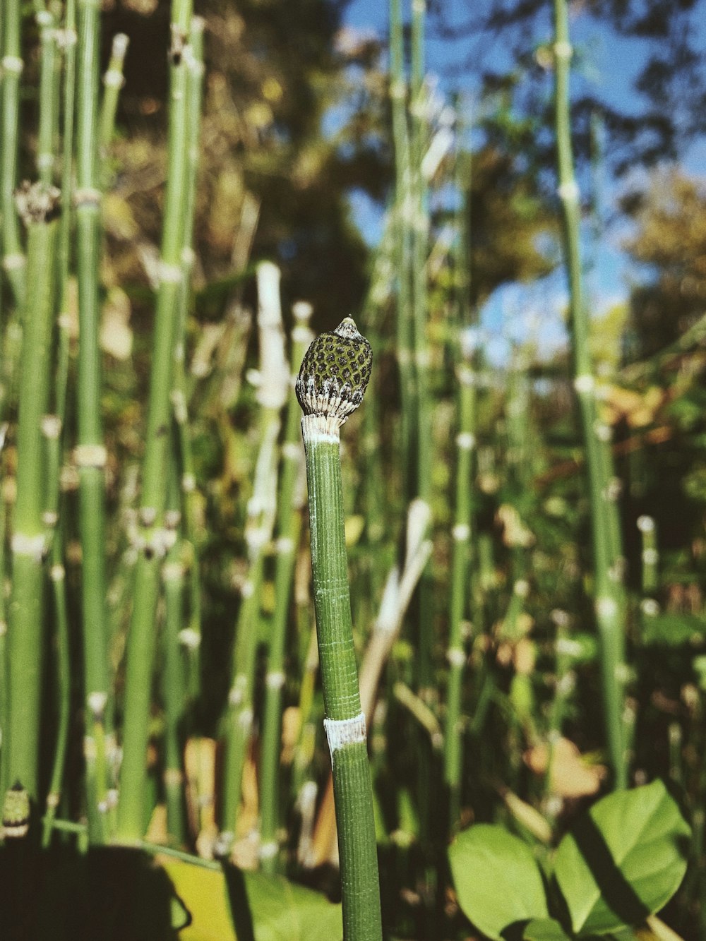 a bug on a plant