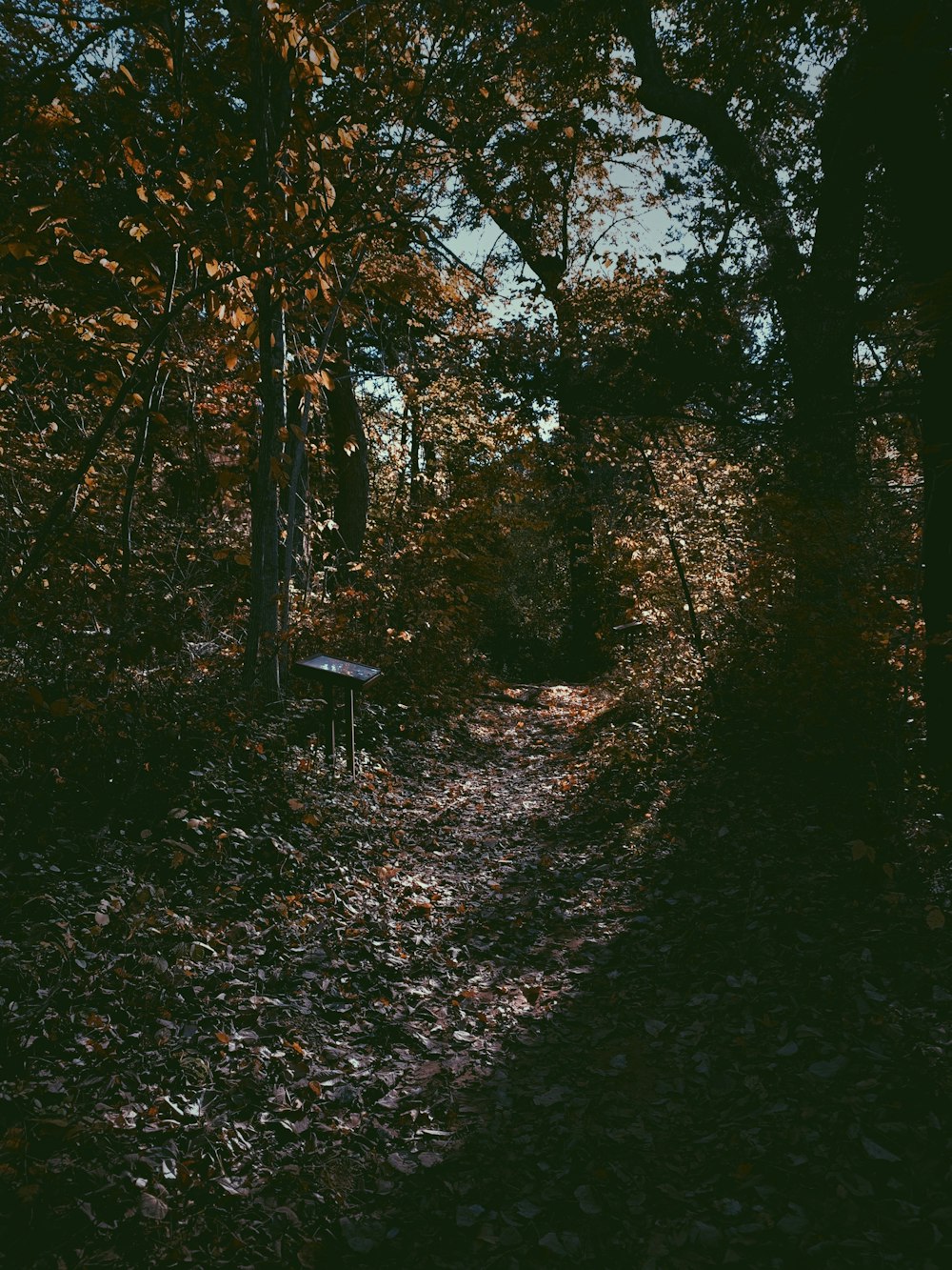 a small table in a forest