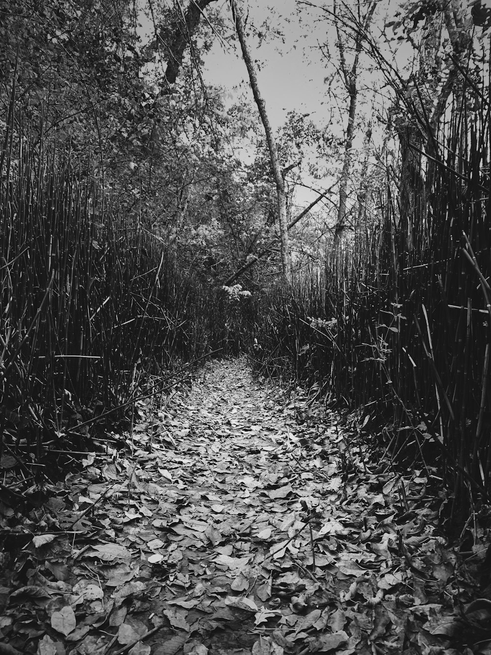 a path in the woods