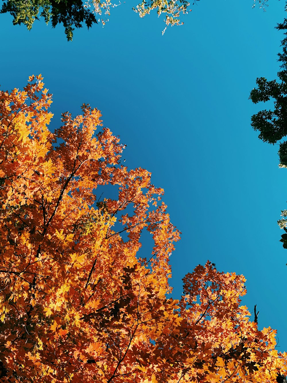 a group of trees with orange leaves