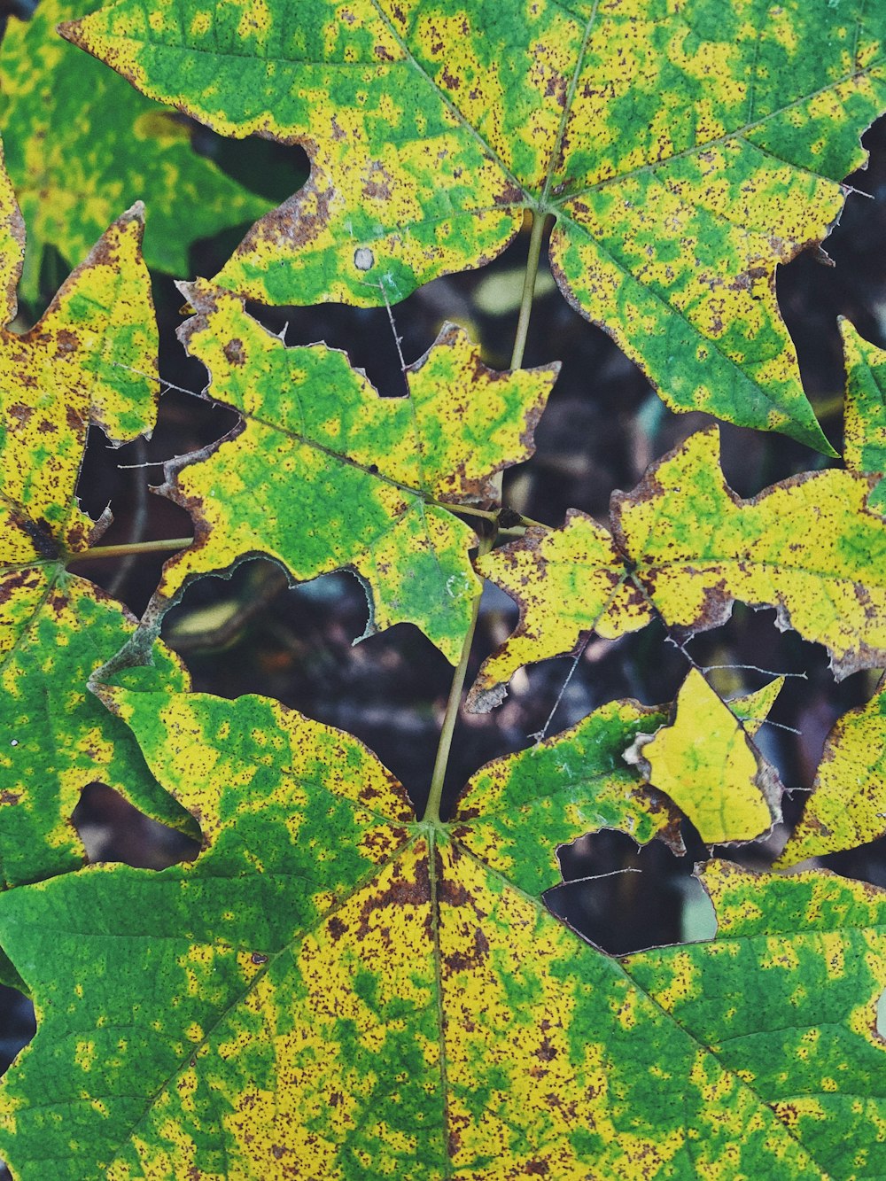 a close-up of some leaves