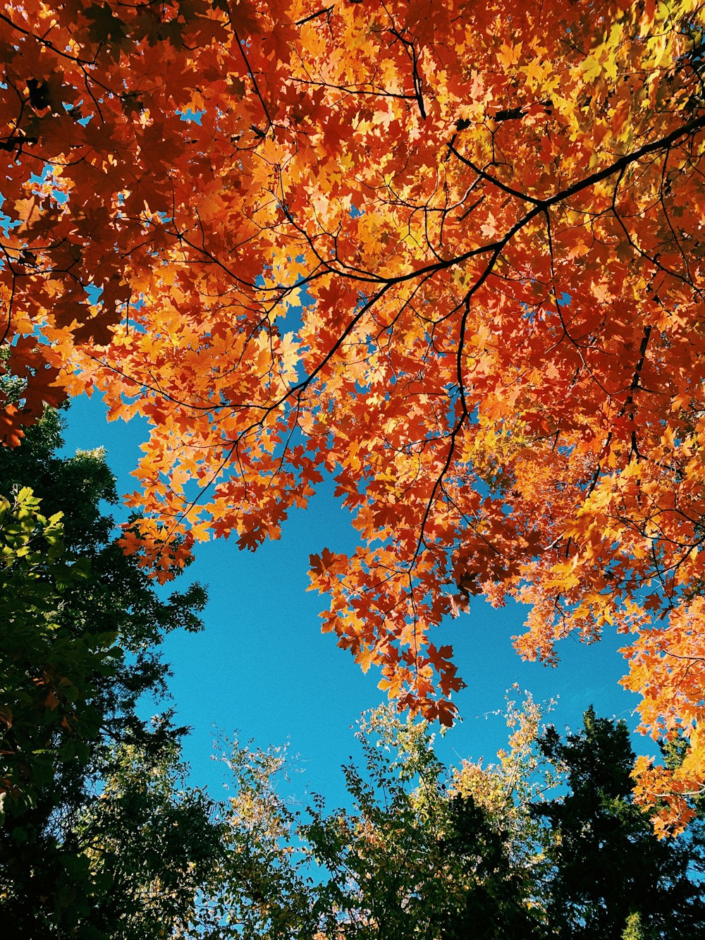 a tree with orange leaves