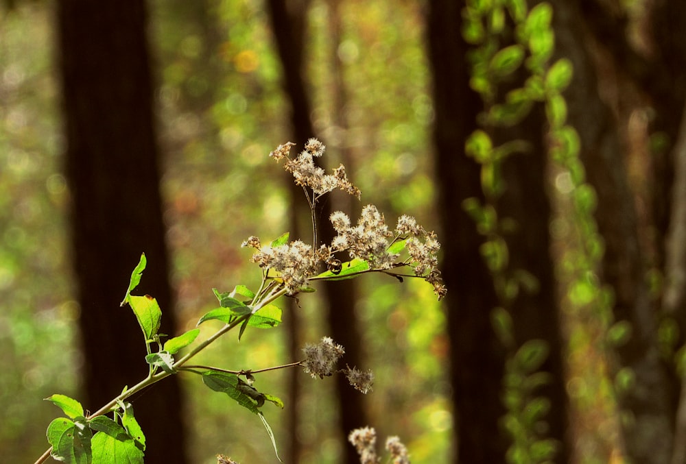 a close-up of a plant