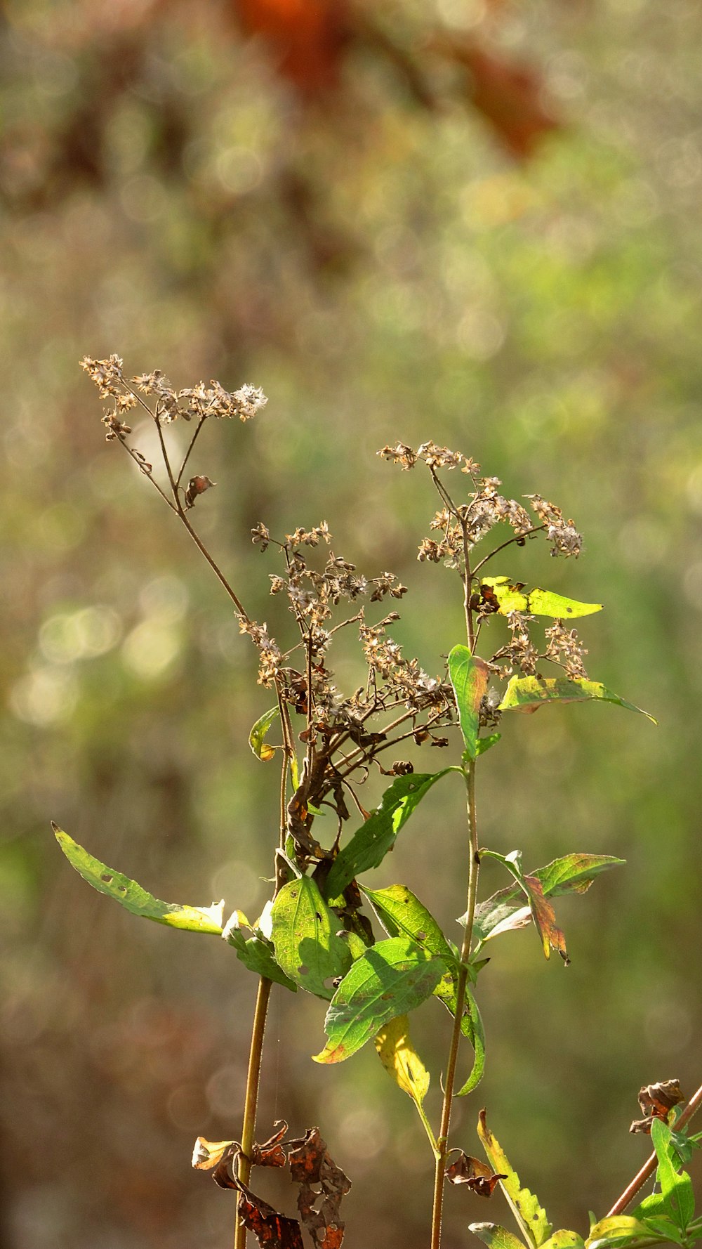 a close-up of a plant