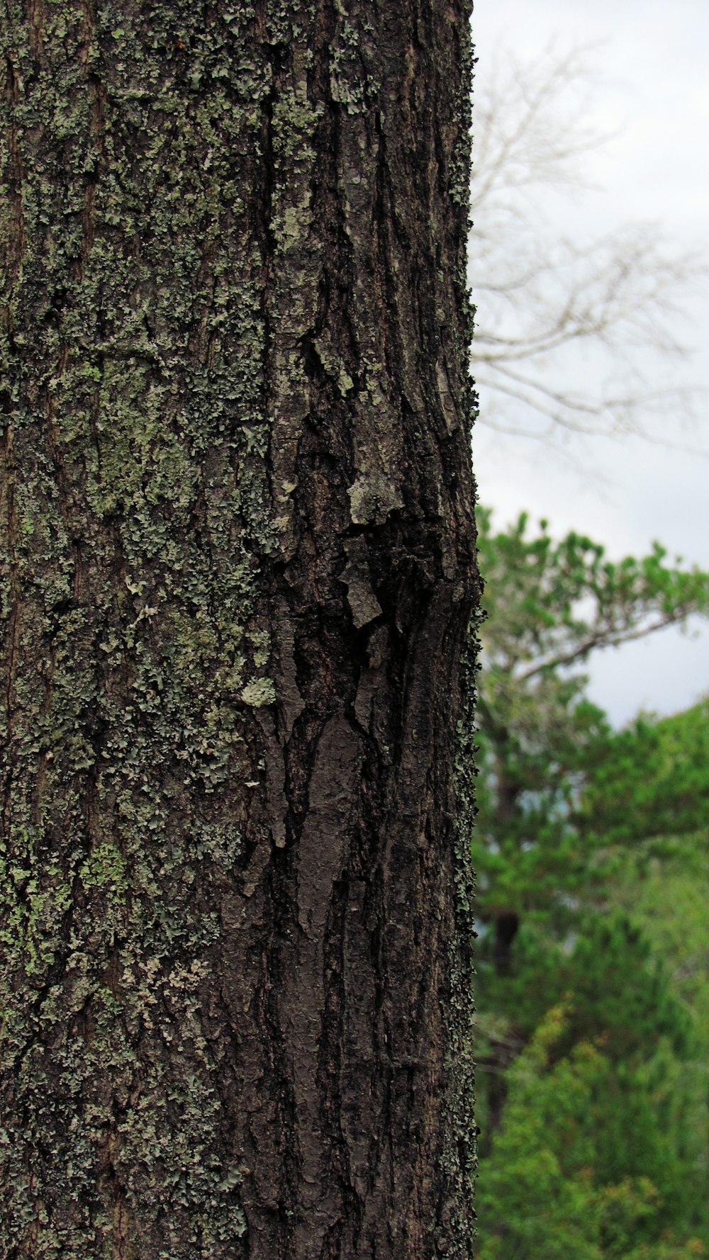 a close up of a tree trunk