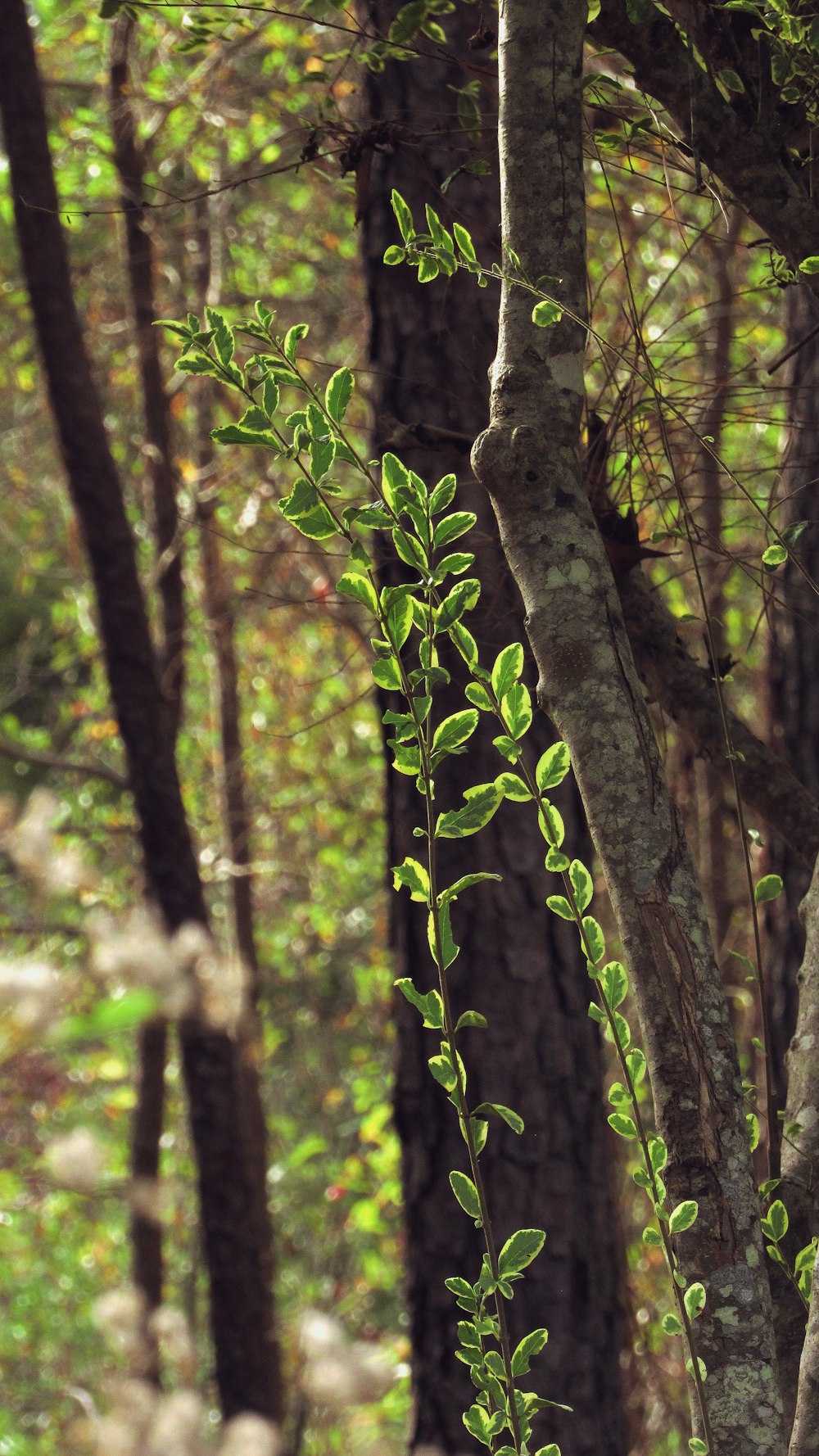 a close-up of a tree