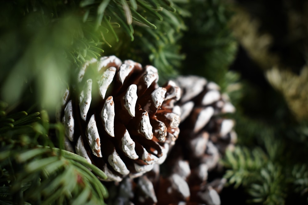 a pine cone on a tree