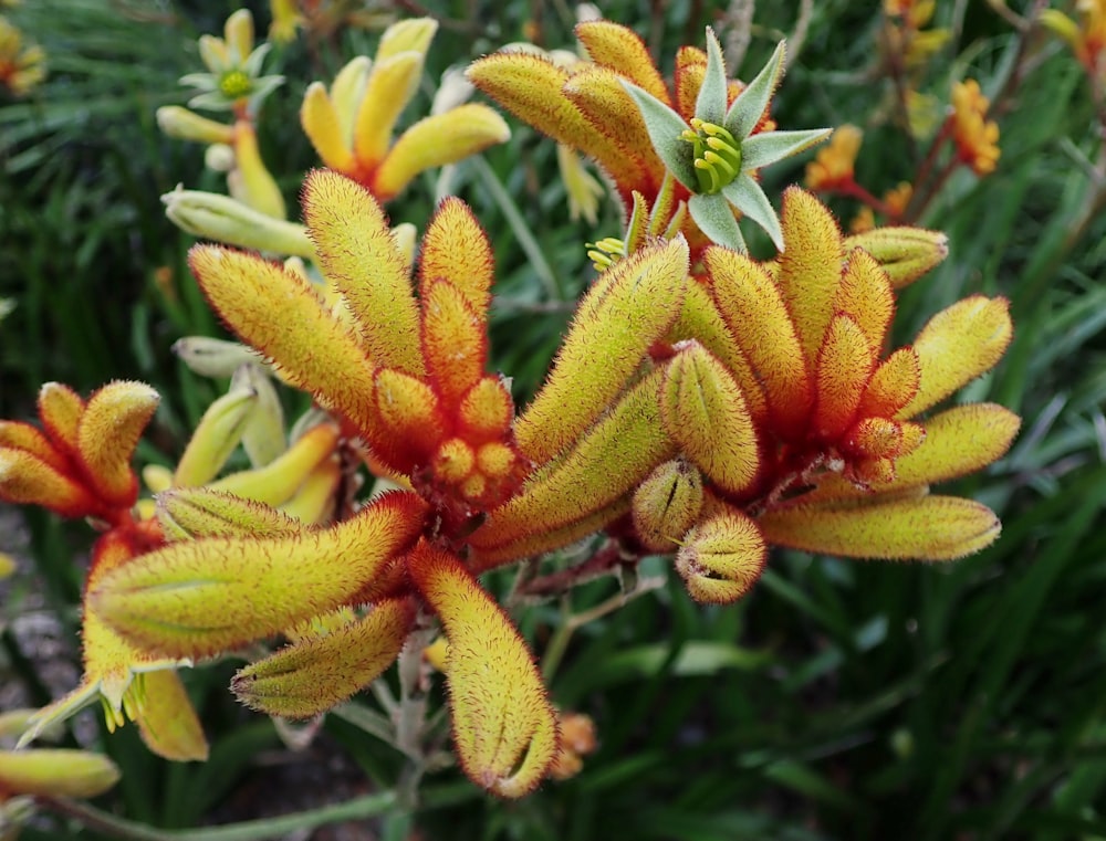 a close up of a flower