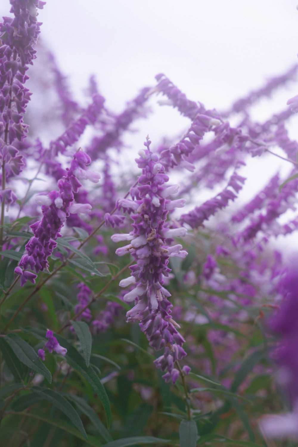 a close up of a purple flower