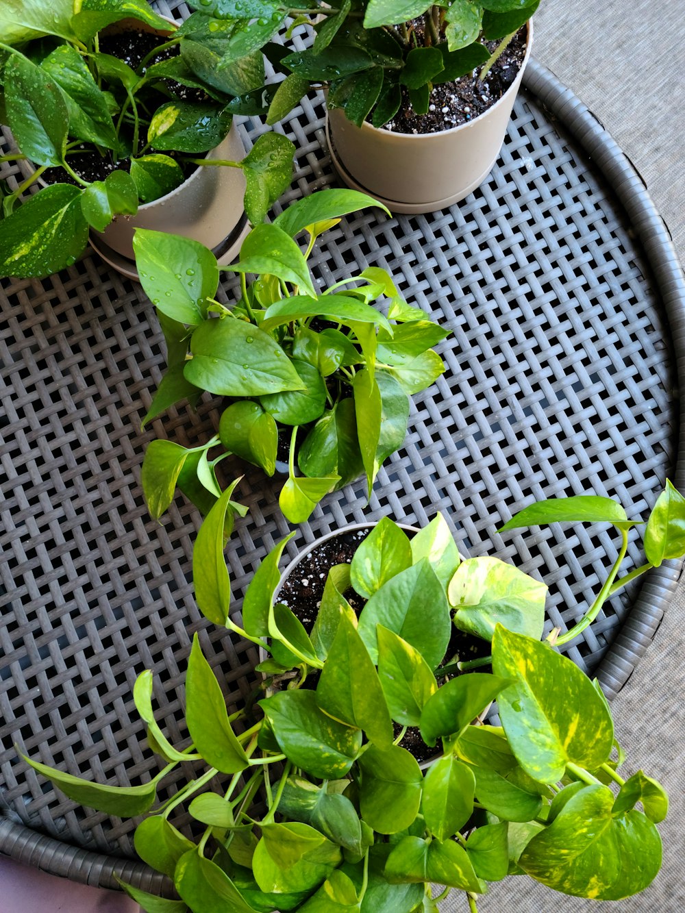 a plant in a pot