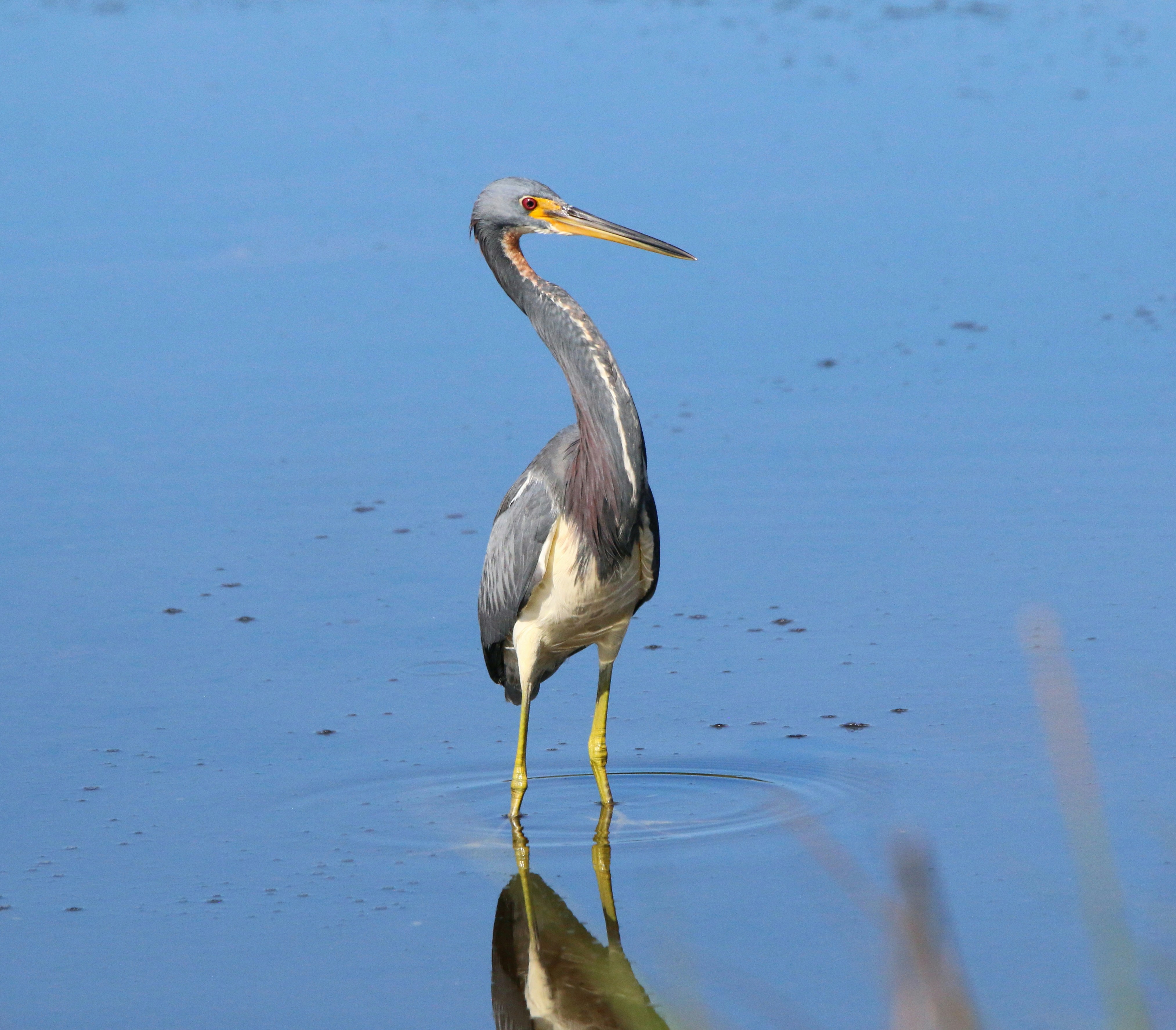 Photo by goldenplover31