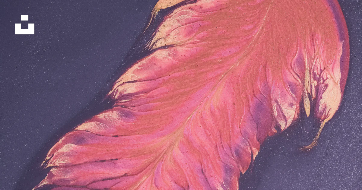 A pink sea creature photo – Free Art Image on Unsplash