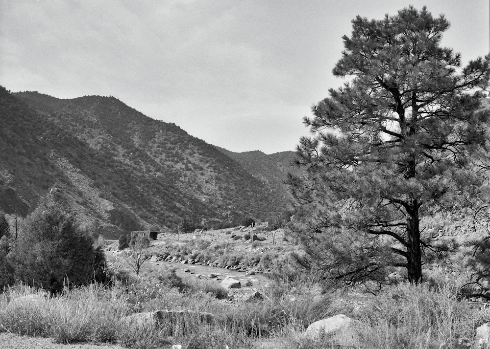 a black and white photo of a tree and mountains