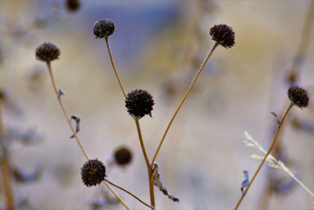 a close up of some flowers