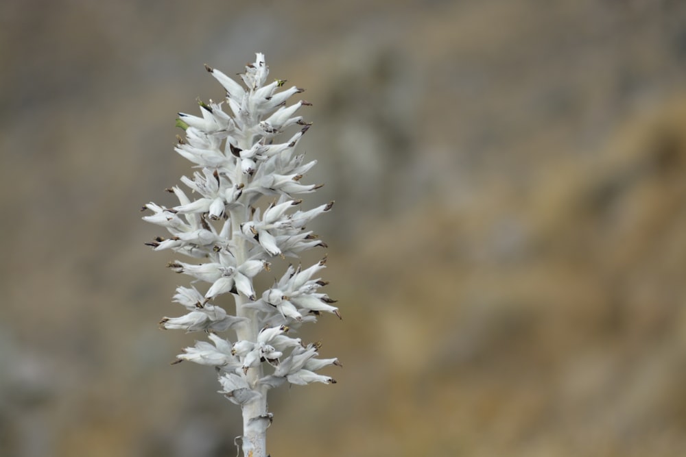 a close up of a white flower