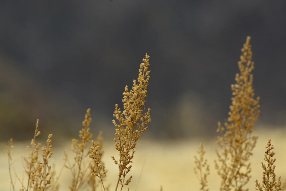 a close-up of some plants