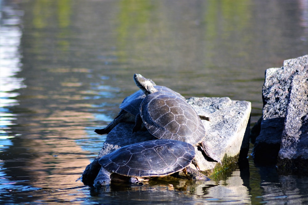 a turtle on a log in water