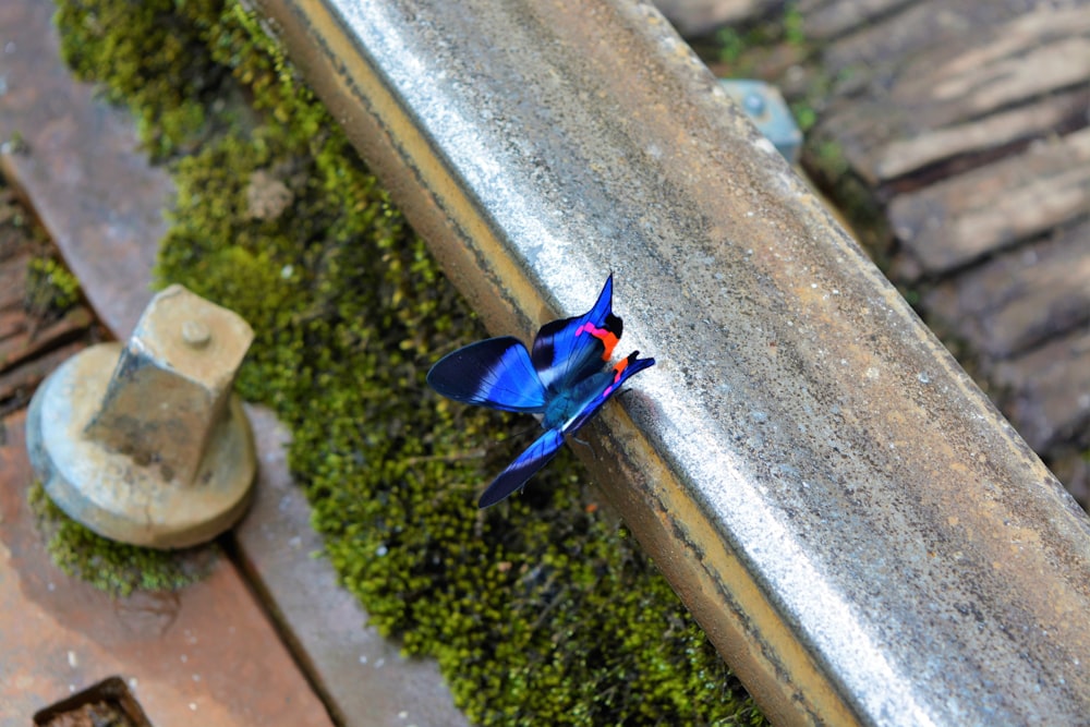 a blue butterfly on a stone ledge