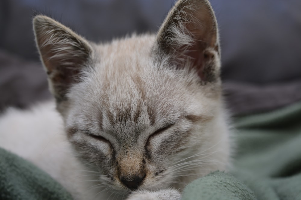 a cat sleeping on a blanket