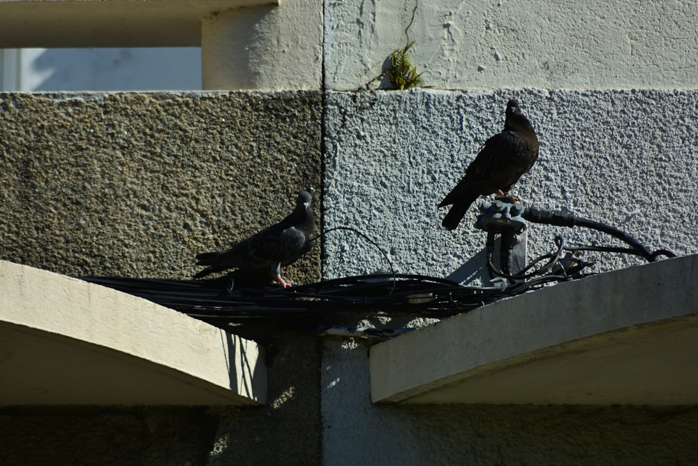 two birds on a roof