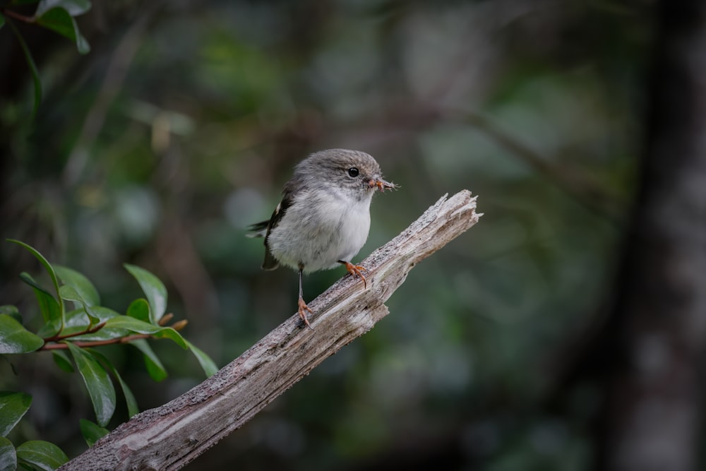 a small bird on a branch