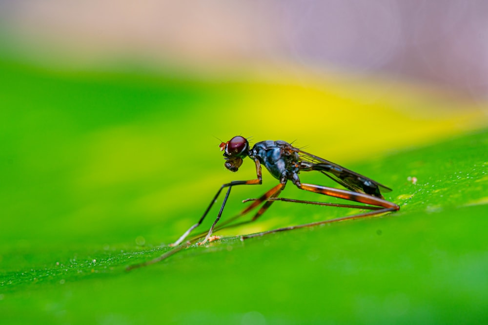 a dragonfly on a leaf