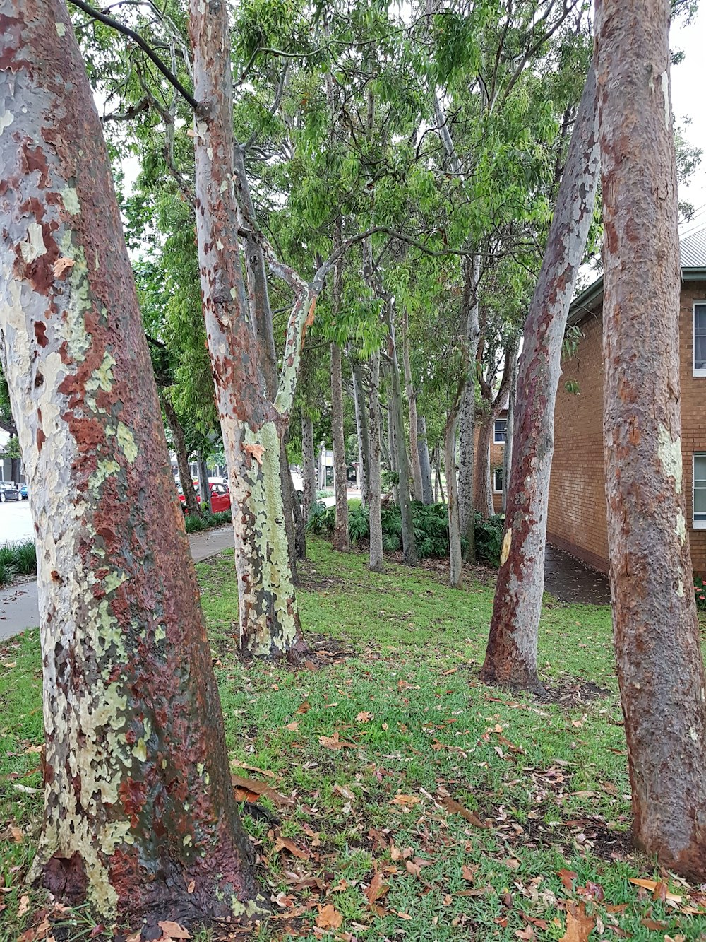 a group of trees next to a building
