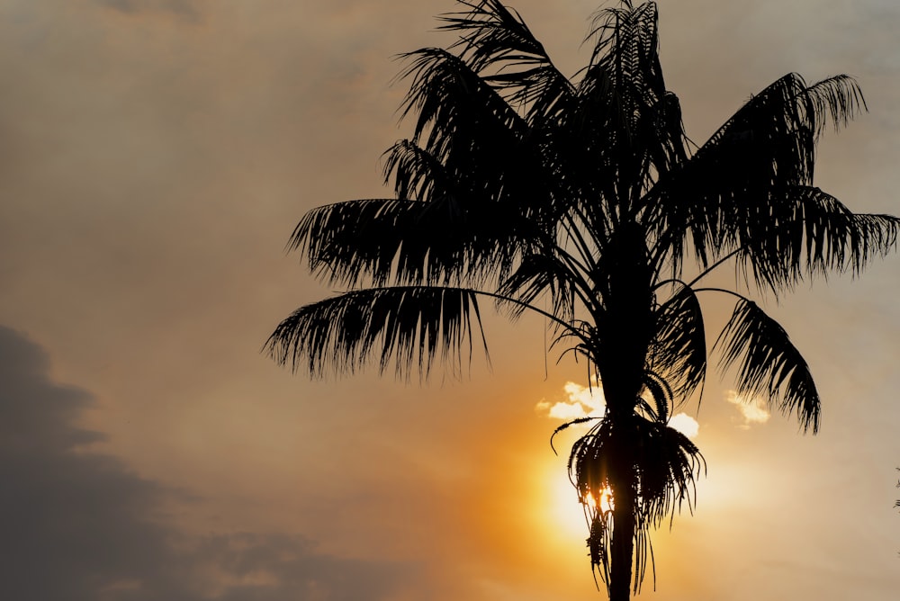 a palm tree with the sun behind it