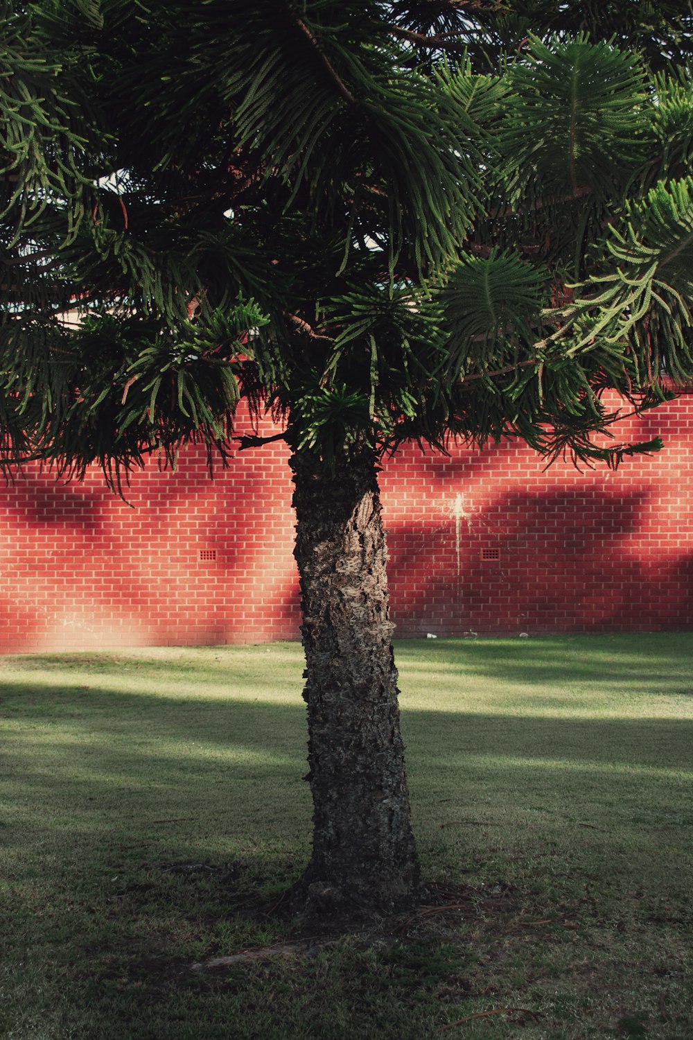 a tree in a yard