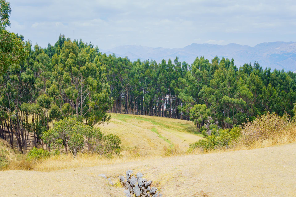 The image depicts a serene landscape with a field of tall, green trees stretching out into the distance. The sky above is overcast, casting a soft light on the scene below. In the foreground, there are several large rocks scattered across the ground, adding texture and depth to the composition. The perspective of the photo suggests it was taken from a higher vantage point, providing an expansive view of the field and its surroundings.