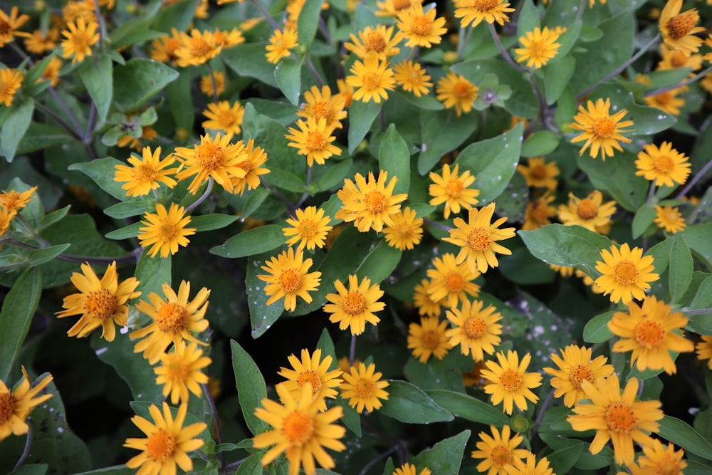 a group of yellow flowers