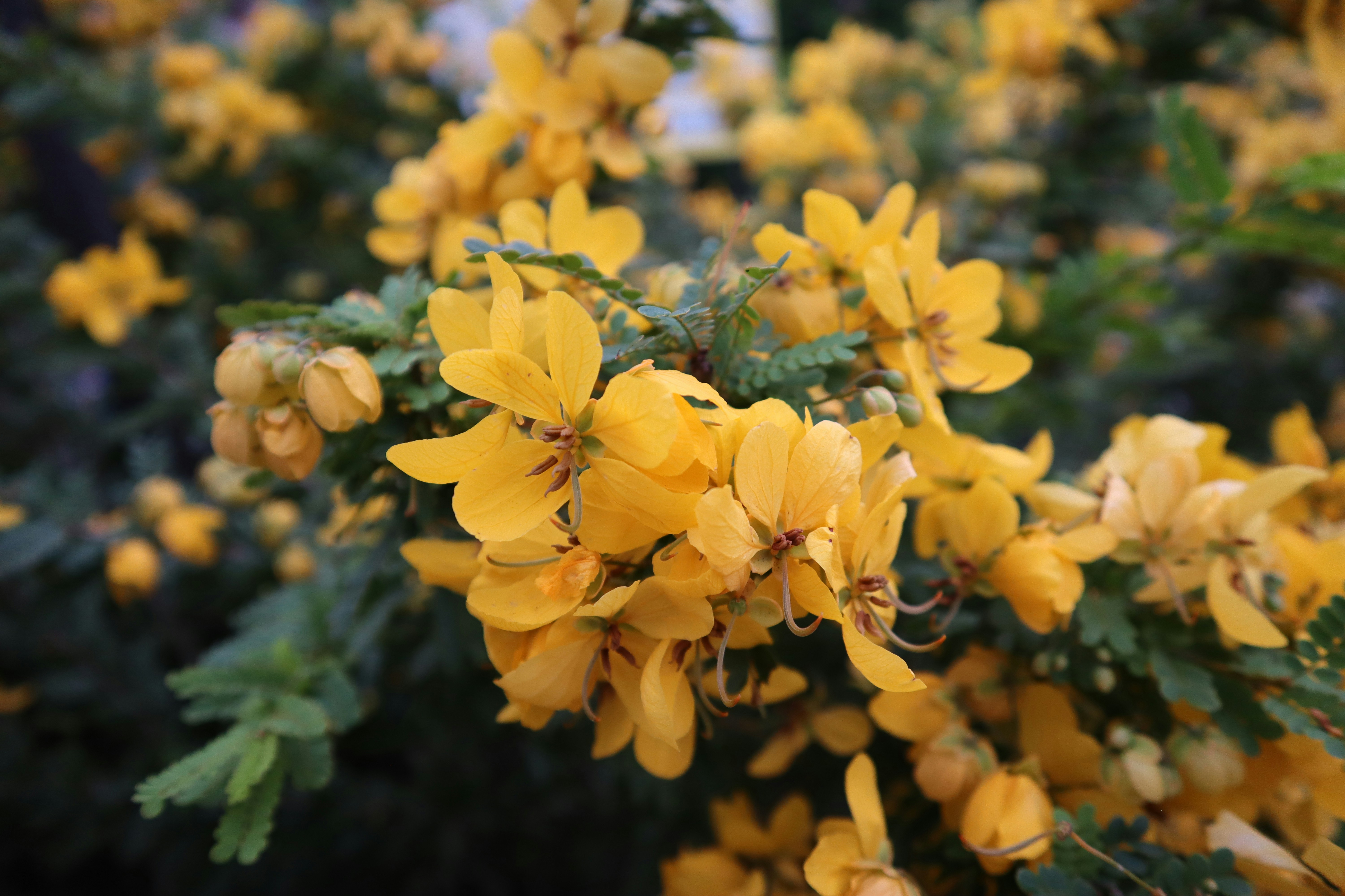 a group of yellow flowers