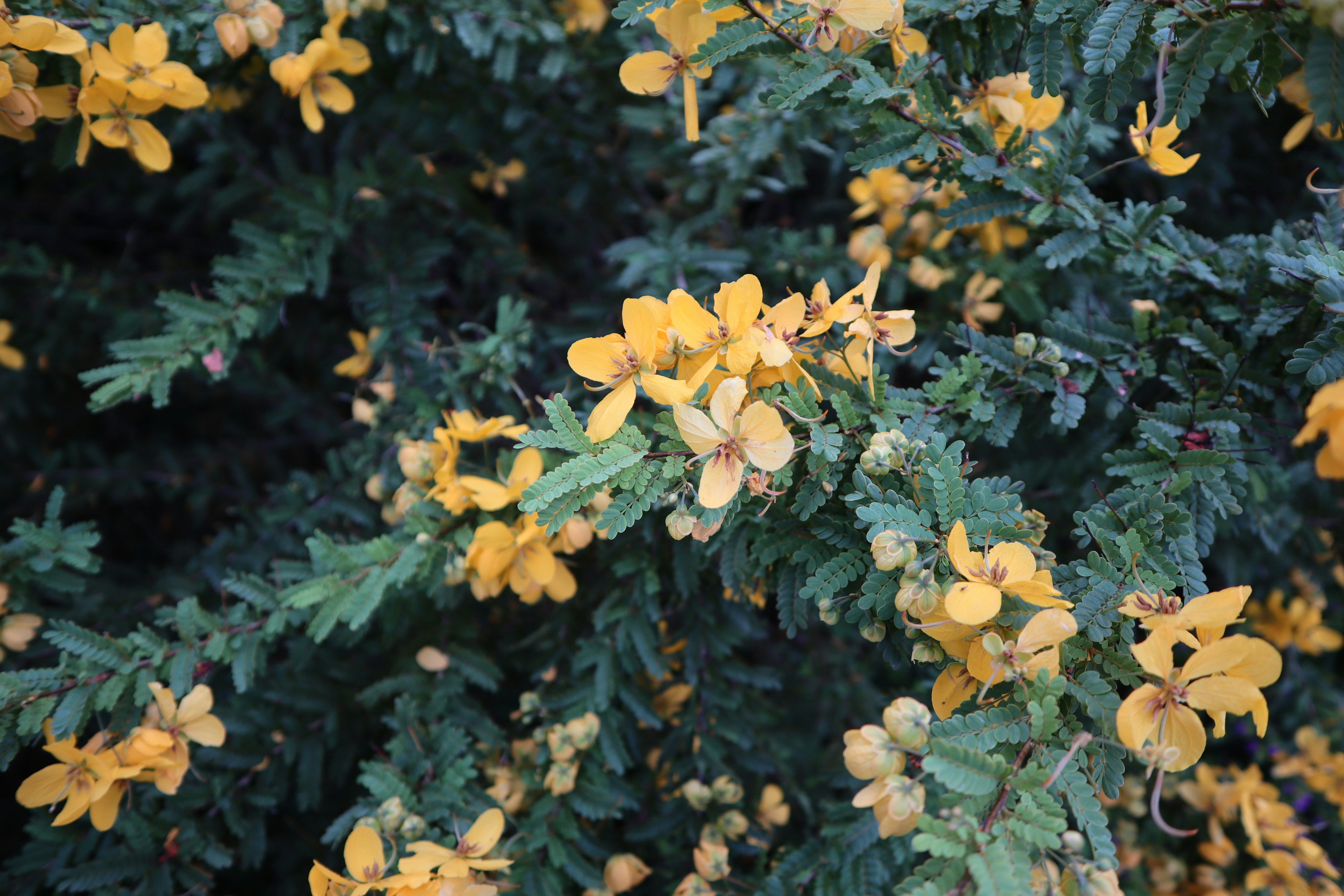 a group of yellow flowers