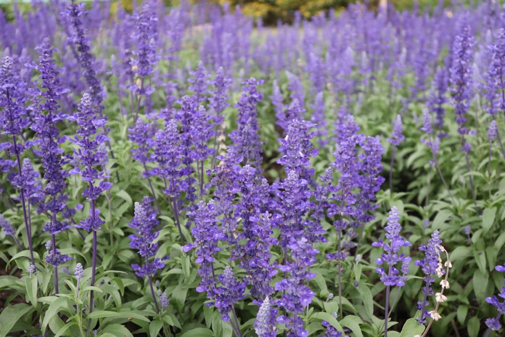 a field of purple flowers